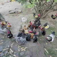 تخم نطفه دار گردن لختی