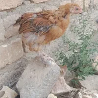 جوجه برهما زینتی