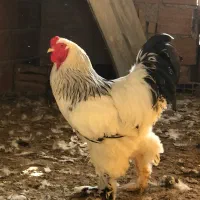 برهما لایت