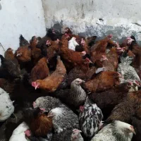 مرغ خروس بوقلمون غاز و...