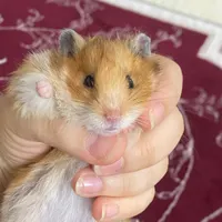 همستر نژاد دار