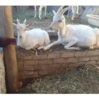 بز سانن اصل (شیرا)شکم اول(دوقولو زا)