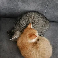 2 عدد بچه گربه