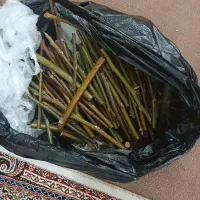 فروش پیوندک گردو