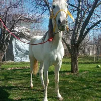 اسب مادیان