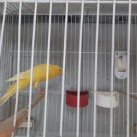 قناری رسمی بلند زیبا