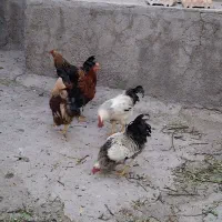 فروش خروس جوان مناسب