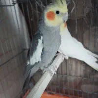 عروس هلندی نر سینامون