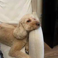 جابجایی سگهای کوچک خانگی