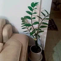 گل آپارتمانی زامبوفیلیا قد ۸۰یا ۹۰