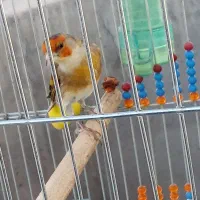 سهره قناری چونه روبای