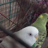 مرغ عشق دونه ی  ۲۵۰