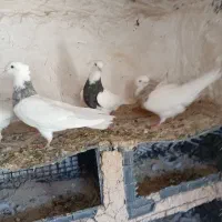 کبوتر طوقی