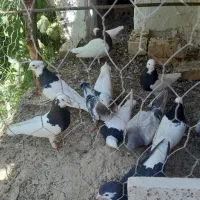توقی