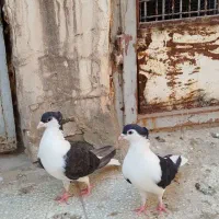 کفتر پلاس