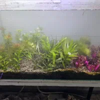 گیاه وارداتی آکواریم