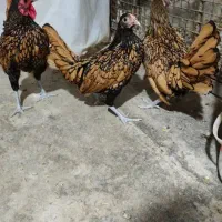 تخم نطفه دار ویاندوت. سیبرایت . برهما‌. آرکانا .
