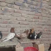 کبوتر