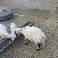 گوسفند