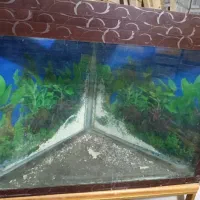اکواریوم گنج دیواری