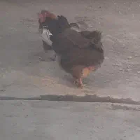 مرغ وخروس
