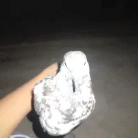 کبوتر خانگی همراه با یک کبوتر