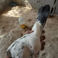 کبوتر|پرنده|پل سفید, |دیوار