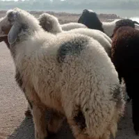 گوسفند نر و ماده