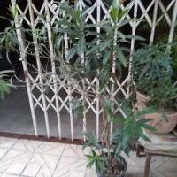 خرزهره زیبا گل صورتی قیمت مناسب