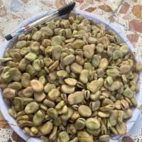 باقالی امساله ۷بند
