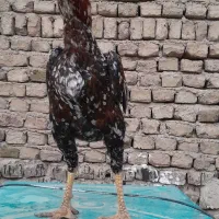 خروس لاری