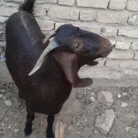 فروش بز گیسه چاق نزاییده مناسب داشت کشت