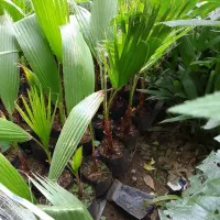 پالم واشنگتن و لاتانیا