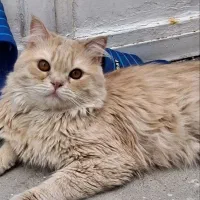 گربه پرشین