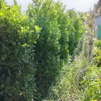 گل وگیاه