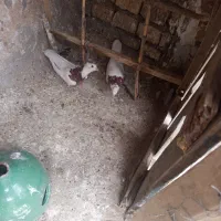 طوقی|پرنده|آران و بیدگل, |دیوار