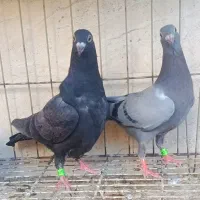 جوجه  ۴عدد پلاکی ،دورگ،شیخ