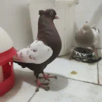یک جفت سینه نر و ماده