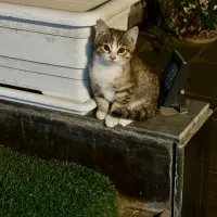 واگذاری گربه ۲ماهه