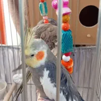 عروس هلندی نروماده