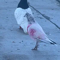 کفتر|پرنده|کوچصفهان, |دیوار