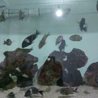 ماهی دبوسی ماسوا