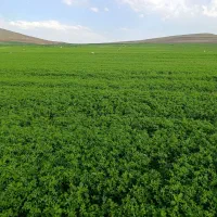 بذر رنجر آمریکایی