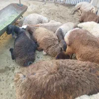 بره نر عربی جمعی