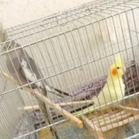 عروس هلندی