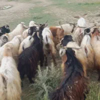 گوسفند قربانی عاشورا وتاسوعا درخودشهر سلماس