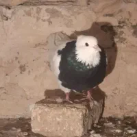 کبوتر|پرنده|طاغنکوه, |دیوار