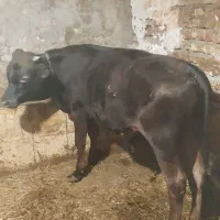 گوساله نر