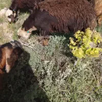 بره قوچ