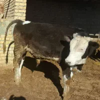 گوساله نر سیمنتال